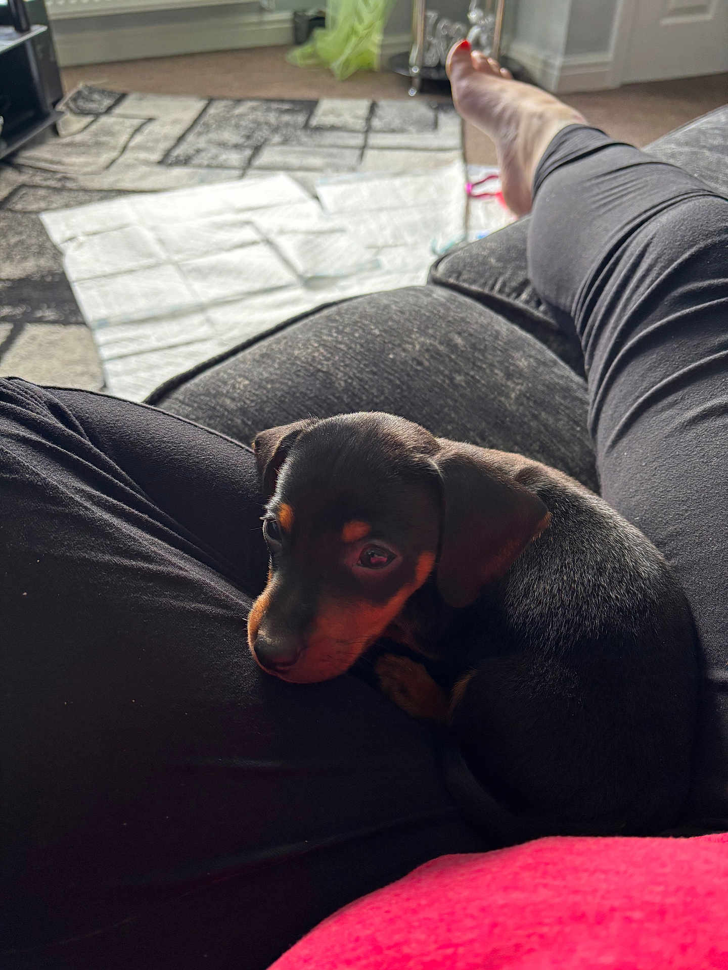 Onyx is registered to the contest to win money with this photo: puppy, dog, lap, person, black_fur, tan_fur, couch, legs, relaxing, indoor, carpet, blanket, casual_clothing, comfort, pet, cute, small_dog, resting, home, cozy
