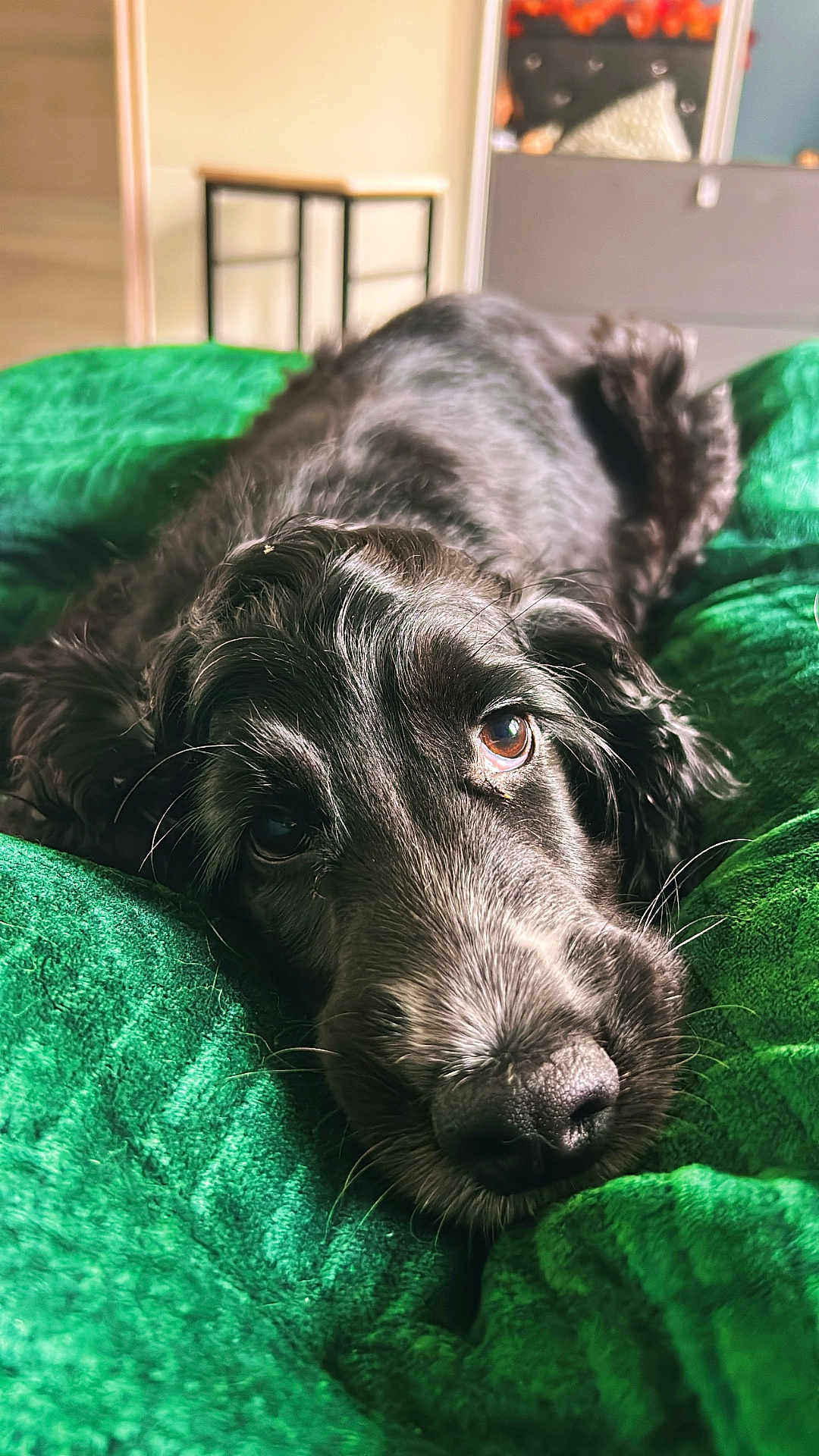 Billy a rejoint le concours — aidez-le/la à gagner de superbes lots ! bed, black_dog, blanket, close_up, cozy, detail_shot, dog, eyes, fur, fur_texture, green_blanket, head, indoor, muzzle, nose, pet, portrait, resting, sleepy, whiskers