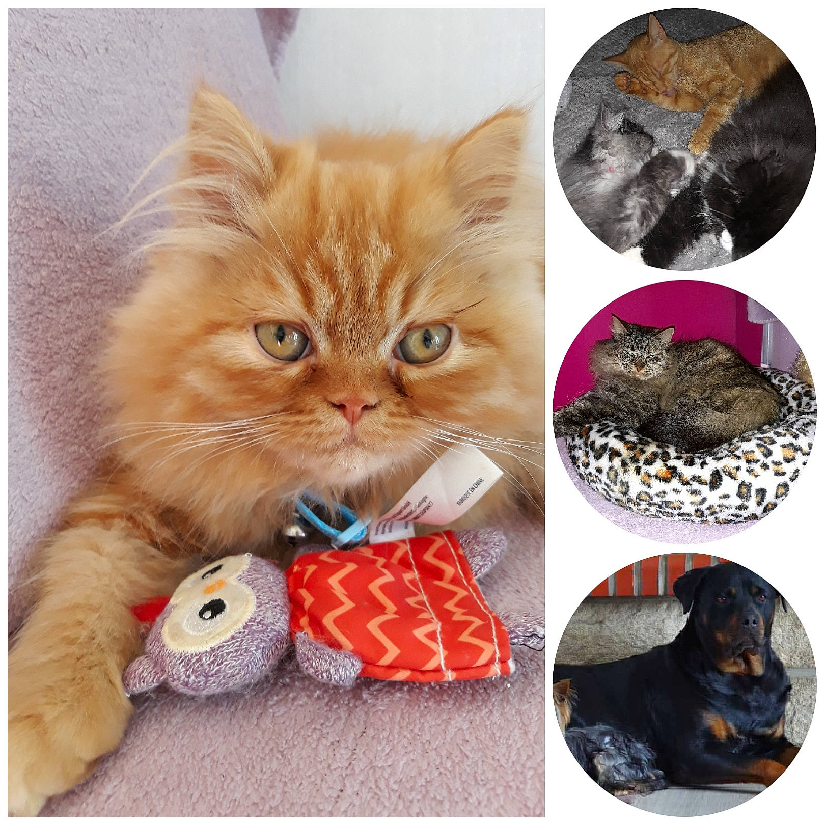 Pablo a rejoint le concours — aidez-le/la à gagner de superbes lots ! american_bobtail, american_shorthair, asian, carnivore, cat, cat_supply, european_shorthair, felidae, kitten, maine_coon, persian, pixie_bob, small_to_medium_sized_cats, tabby_cat, whiskers