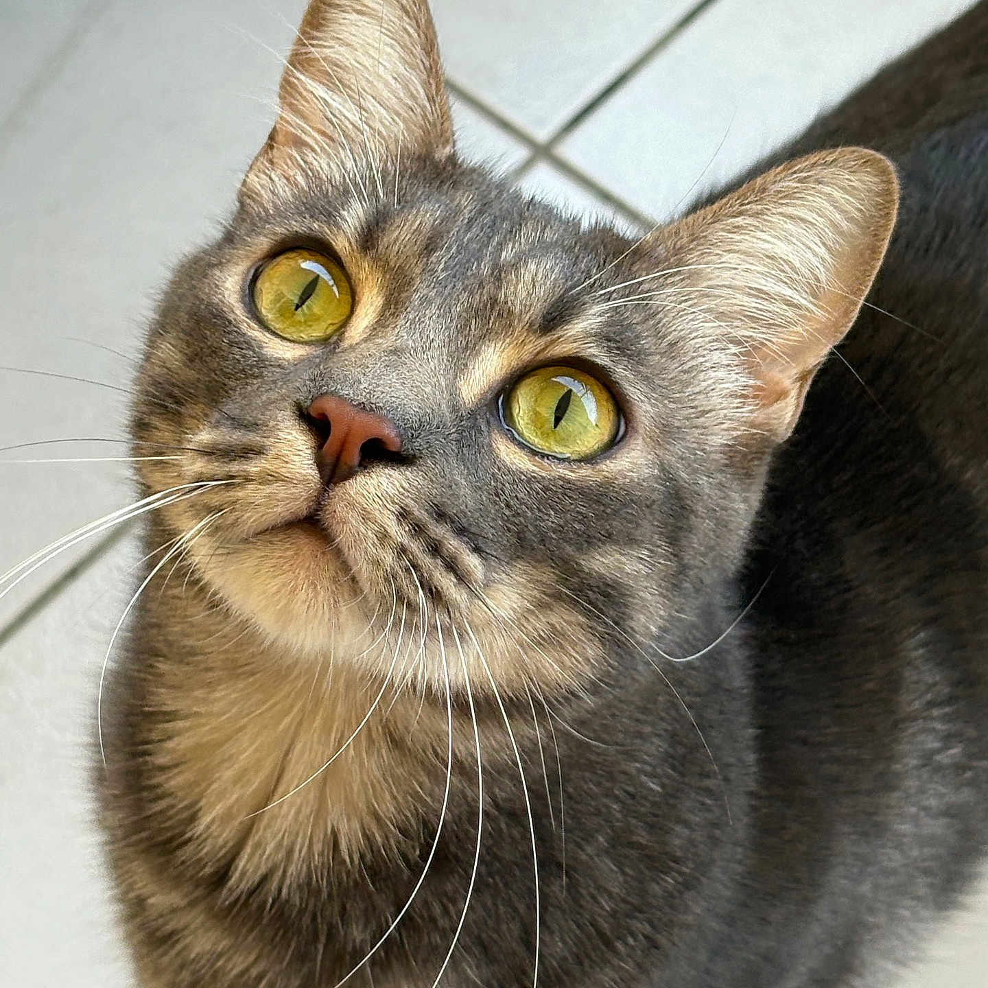 Willo