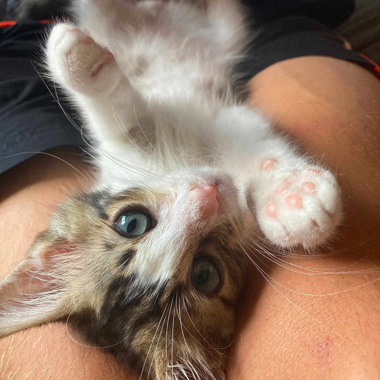 Julio a rejoint le concours — aidez-le/la à gagner de superbes lots ! abyssinian, angora, animal, bodypart, cat, chair, couch, face, furniture, head, kitten, manx, mouth, person, pet, photography, portrait, siamese, sleeping