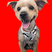 Chewy is registered to the contest to win money with this photo: animal, bandana, black_nose, closeup, cute, dog, domestic_animal, ears_up, friendly, fur, happy, orange_background, pet, playful, portrait, sitting, small_dog, smiling, studio_background, tongue_out
