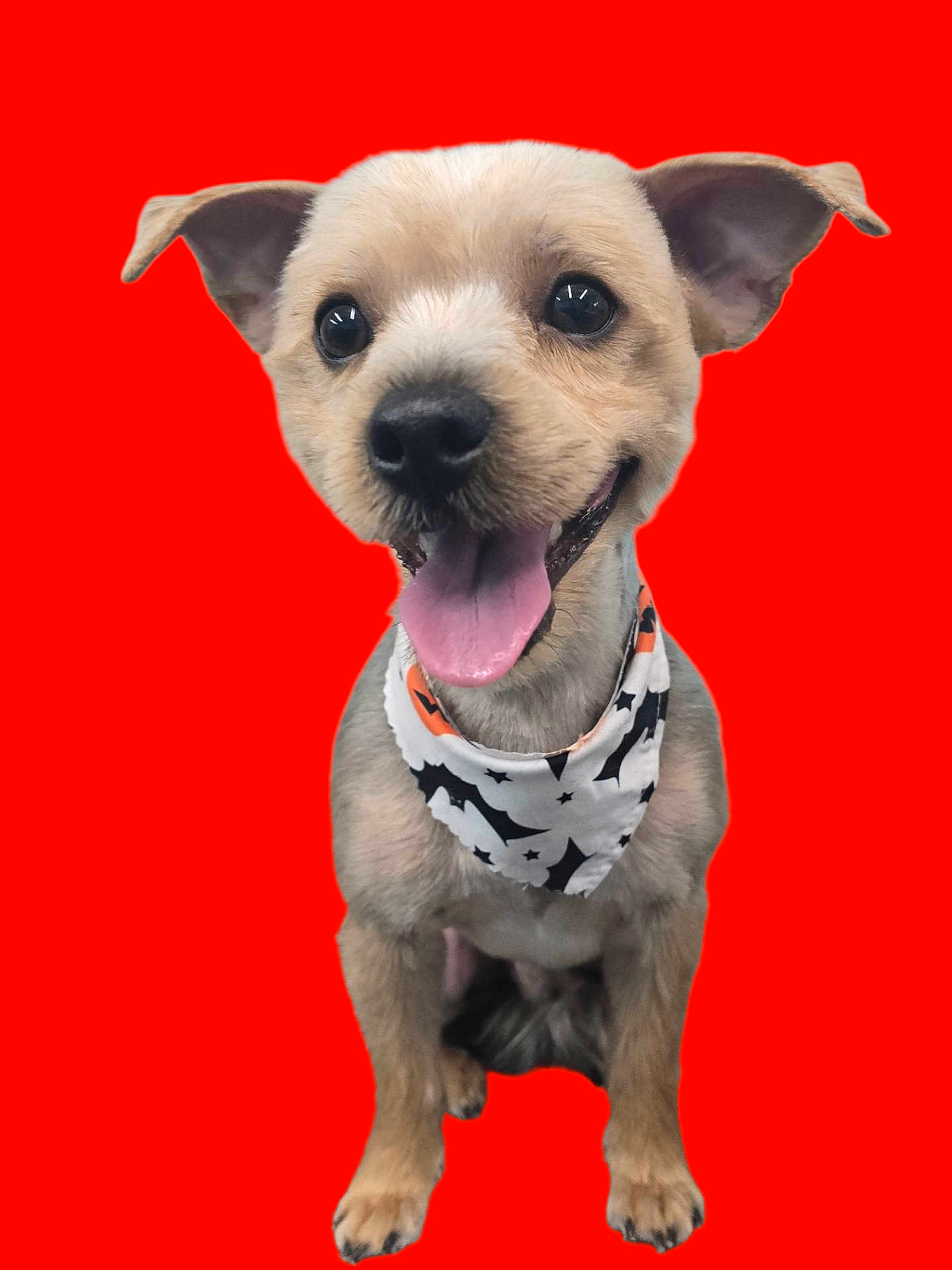 Chewy