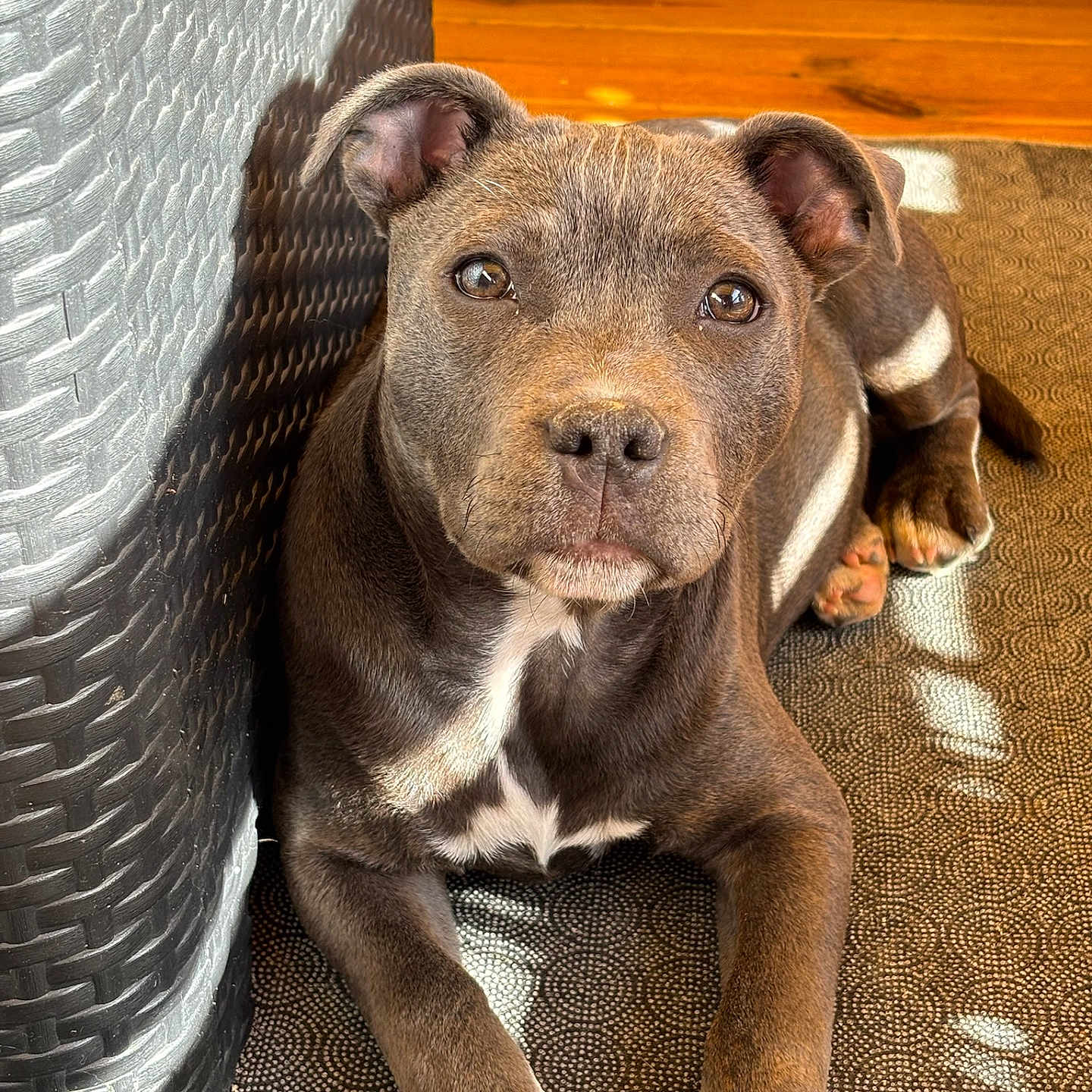 Naya participe au concours pour gagner de l'argent avec cette photo : alloywheel, animal, bulldog, canine, car, carwheel, dog, frenchbulldog, hardwood, hound, labradorretriever, machine, pet, pitbull, puppy, snout, spoke, tire, transportation, wood