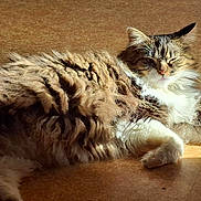 Yugi participe au concours pour gagner de l'argent avec cette photo : animal, black_fur, brown_fur, cat, close_up, cozy, ears, floor, fluffy_cat, indoor, long_hair, lying_down, pet, relaxed, sleepy, sunlight, tail, warm_light, whiskers, white_fur
