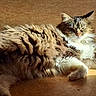 animal, black_fur, brown_fur, cat, close_up, cozy, ears, floor, fluffy_cat, indoor, long_hair, lying_down, pet, relaxed, sleepy, sunlight, tail, warm_light, whiskers, white_fur