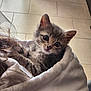 animal, cat, closeup, cozy, cuddle, curious, cute, domestic_animal, feline, floor_tiles, fur, hoodie, indoor, kitten, pet, portrait, small, soft_light, white_clothing, young