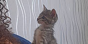 Arès a rejoint le concours — aidez-le/la à gagner de superbes lots ! animal, arm, cat, couch, curious, cute, domestic_cat, fur, furniture, indoor, kitten, living_room, paw, person, pet, side_view, tabby, wallpaper, whiskers, young