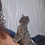 animal, arm, cat, couch, curious, cute, domestic_cat, fur, furniture, indoor, kitten, living_room, paw, person, pet, side_view, tabby, wallpaper, whiskers, young
