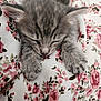 adorable, animal, cat, close_up, cozy, cute, fabric, floral_pattern, furry, gray_fur, indoor, kitten, paw, pet, resting, sleep, sleeping, soft, tabby, young