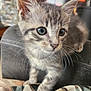 animal, blurred_background, cat, close_up, cozy, curious, cute, domestic_cat, eyes, feline, gray_tabby, indoor, kitten, patterned_fabric, pet, small, soft_fur, whiskers, young, young_animal