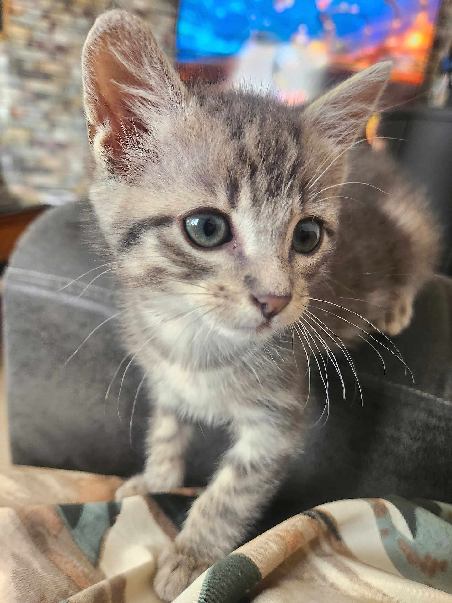 Arès a rejoint le concours — aidez-le/la à gagner de superbes lots ! kitten, cat, gray_tabby, close_up, whiskers, indoor, curious, young_animal, pet, feline, soft_fur, eyes, small, cute, animal, domestic_cat, patterned_fabric, blurred_background, cozy, young