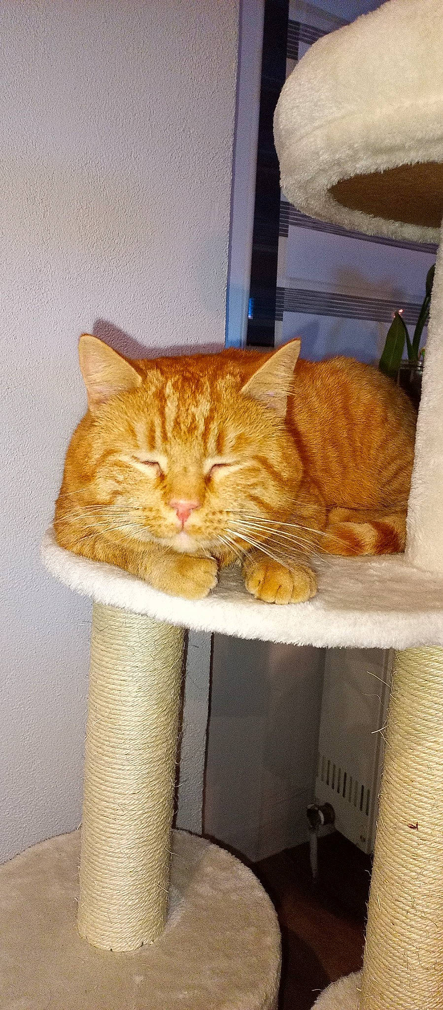 Roucki participe au concours pour gagner de l'argent avec cette photo : carnivore, cat, cat_supply, comfort, domestic_short_haired_cat, eye, fawn, felidae, flooring, fur, pet_supply, room, small_to_medium_sized_cats, snout, tail, terrestrial_animal, whiskers, window, wood