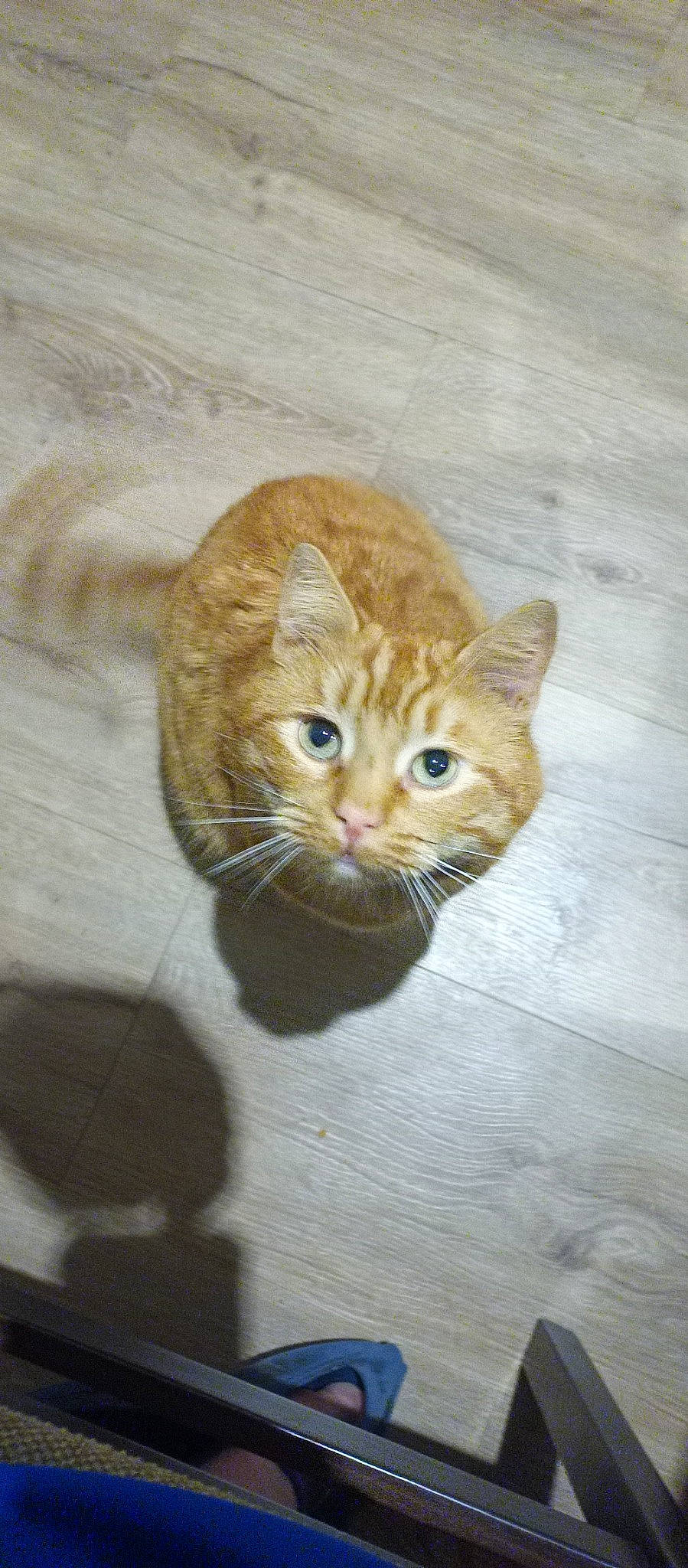 Roucki participe au concours pour gagner de l'argent avec cette photo : art, brown, carnivore, cat, claw, domestic_short_haired_cat, eye, fawn, felidae, flooring, fur, hardwood, small_to_medium_sized_cats, snout, tail, terrestrial_animal, whiskers, wood