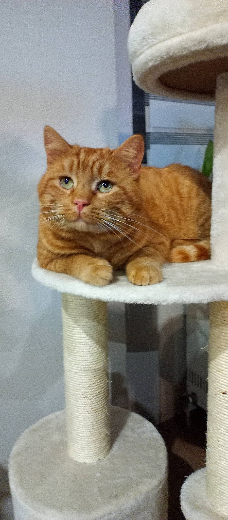 Roucki participe au concours pour gagner de l'argent avec cette photo : carnivore, cat, cat_supply, chair, claw, domestic_short_haired_cat, fawn, felidae, fur, paw, pet_supply, sitting, small_to_medium_sized_cats, snout, tail, whiskers, window, wood