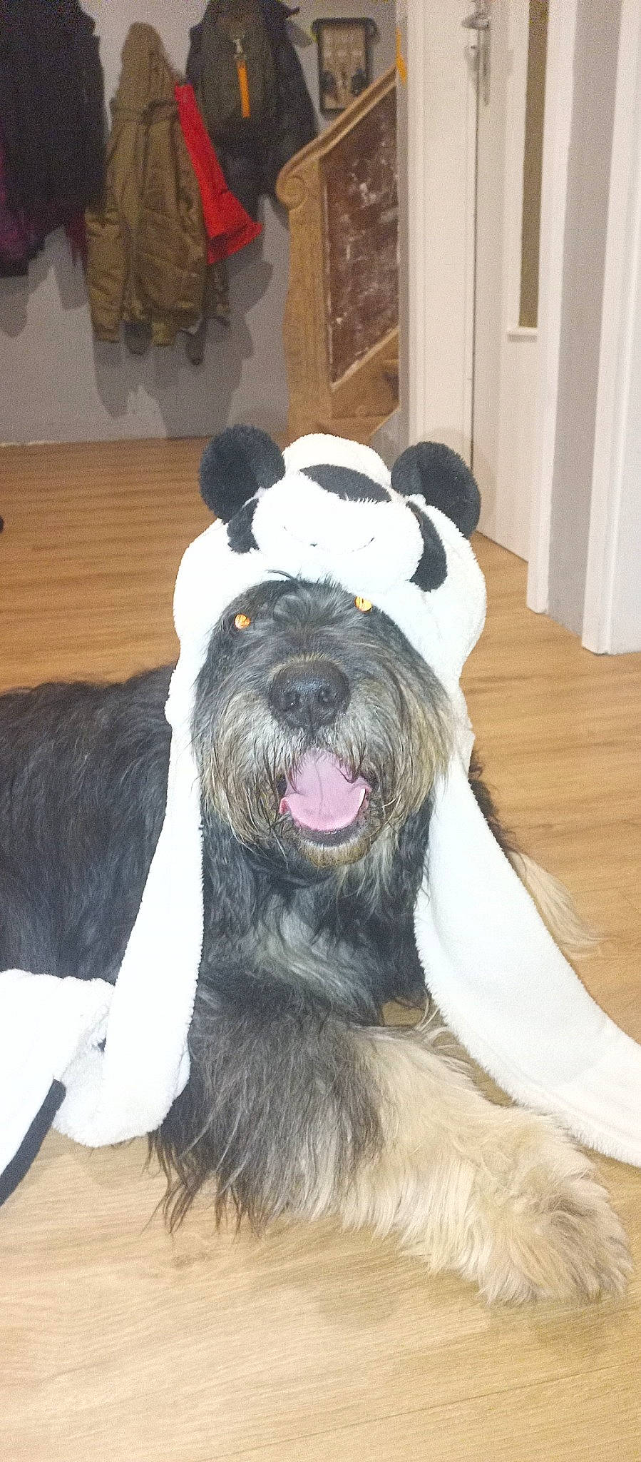 Dark a rejoint le concours — aidez-le/la à gagner de superbes lots ! carnivore, companion_dog, dog, dog_breed, door, event, fawn, flooring, fur, hardwood, natural_material, non_sporting_group, snout, sporting_group, tail, toy_dog, wood, working_animal, working_dog