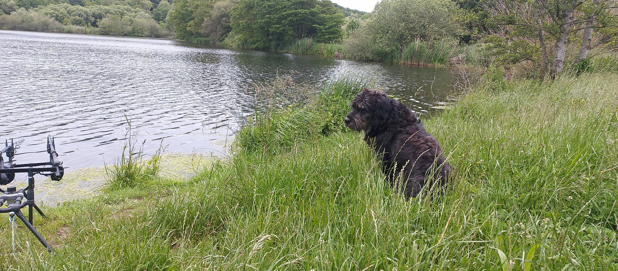 Dark a rejoint le concours — aidez-le/la à gagner de superbes lots ! canidae, carnivore, dog, dog_breed, grass, grass_family, grassland, gun_dog, herding_dog, lacustrine_plain, lake, natural_landscape, plant, reservoir, sporting_group, tree, water, water_dog, wetland, working_animal