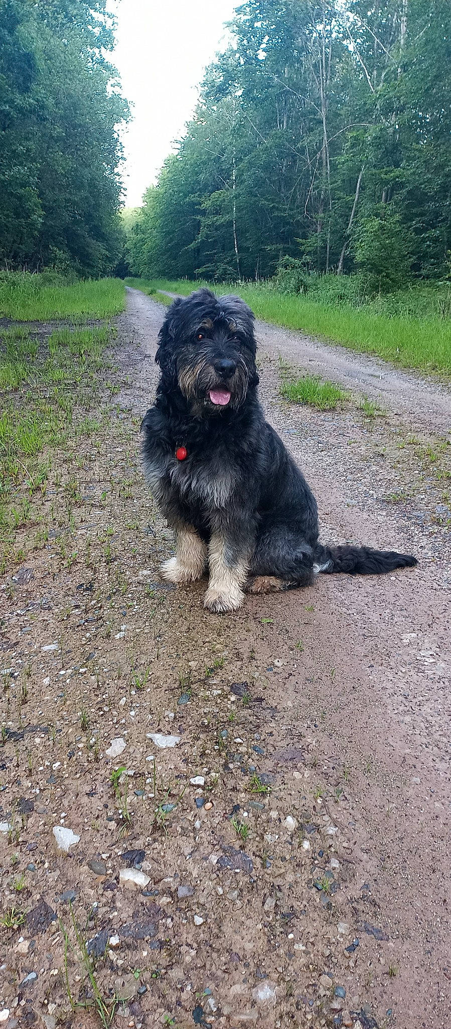 Dark a rejoint le concours — aidez-le/la à gagner de superbes lots ! canidae, carnivore, companion_dog, dog, dog_breed, grass, herding_dog, non_sporting_group, plant, snout, soil, sporting_group, tail, terrier, tree, water_dog, working_animal, working_dog