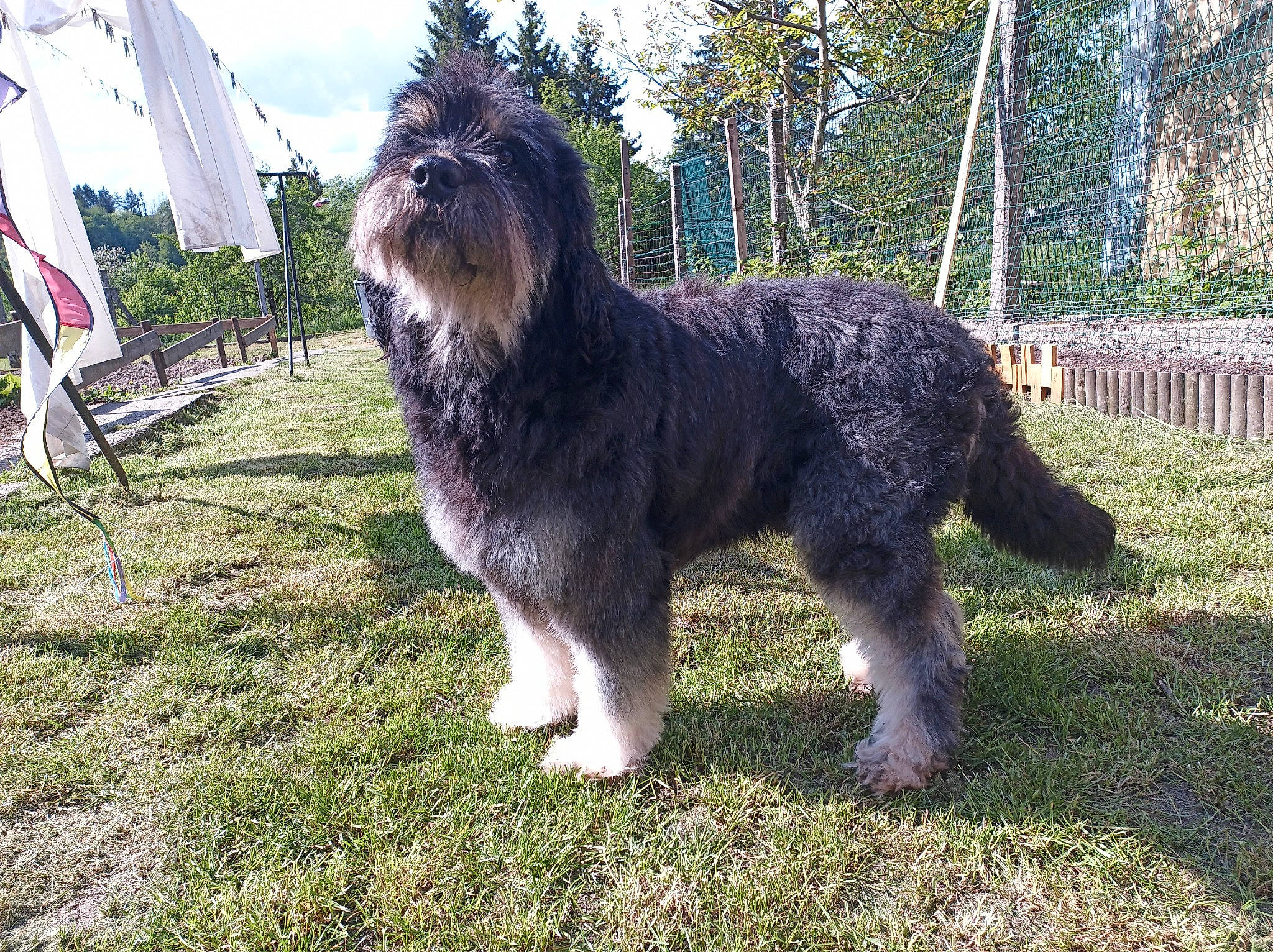 Dark participe au concours pour gagner de l'argent avec cette photo : carnivore, companion_dog, dog, dog_breed, fence, fur, giant_dog_breed, grass, romanian_mioritic_shepherd_dog, schapendoes, sky, small_terrier, sporting_group, tail, terrestrial_animal, terrier, tree, working_animal, working_dog