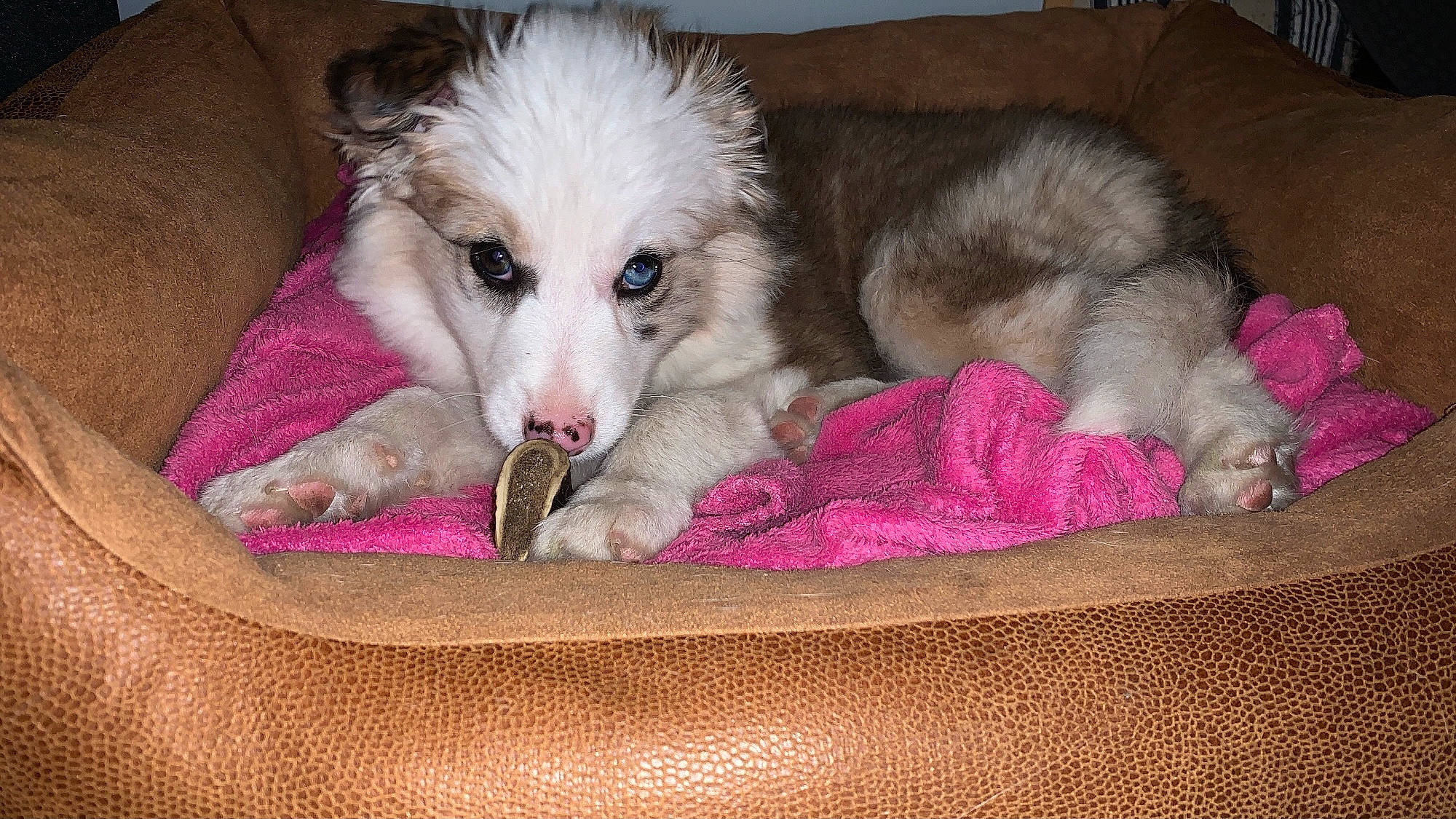 Emmy participe au concours pour gagner de l'argent avec cette photo : borzoi, canidae, carnivore, comfort, companion_dog, couch, dog, dog_breed, fur, silken_windhound, sporting_group, terrestrial_animal, working_dog