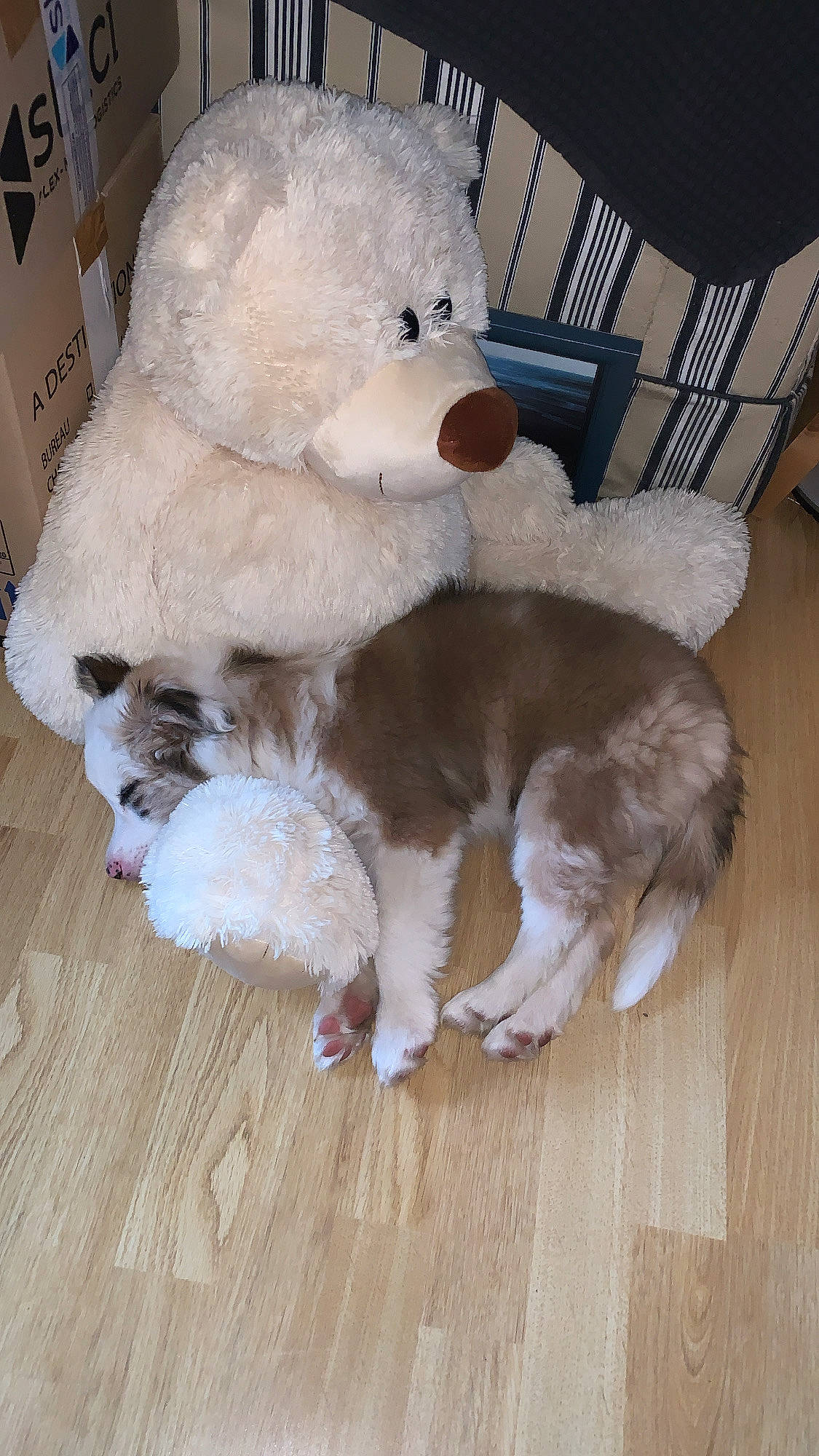 Emmy participe au concours pour gagner de l'argent avec cette photo : canidae, carnivore, chair, companion_dog, dog, dog_breed, fawn, flooring, fur, hardwood, laminate_flooring, snout, sporting_group, stuffed_toy, tail, toy, wood, wood_flooring, wood_stain, working_animal