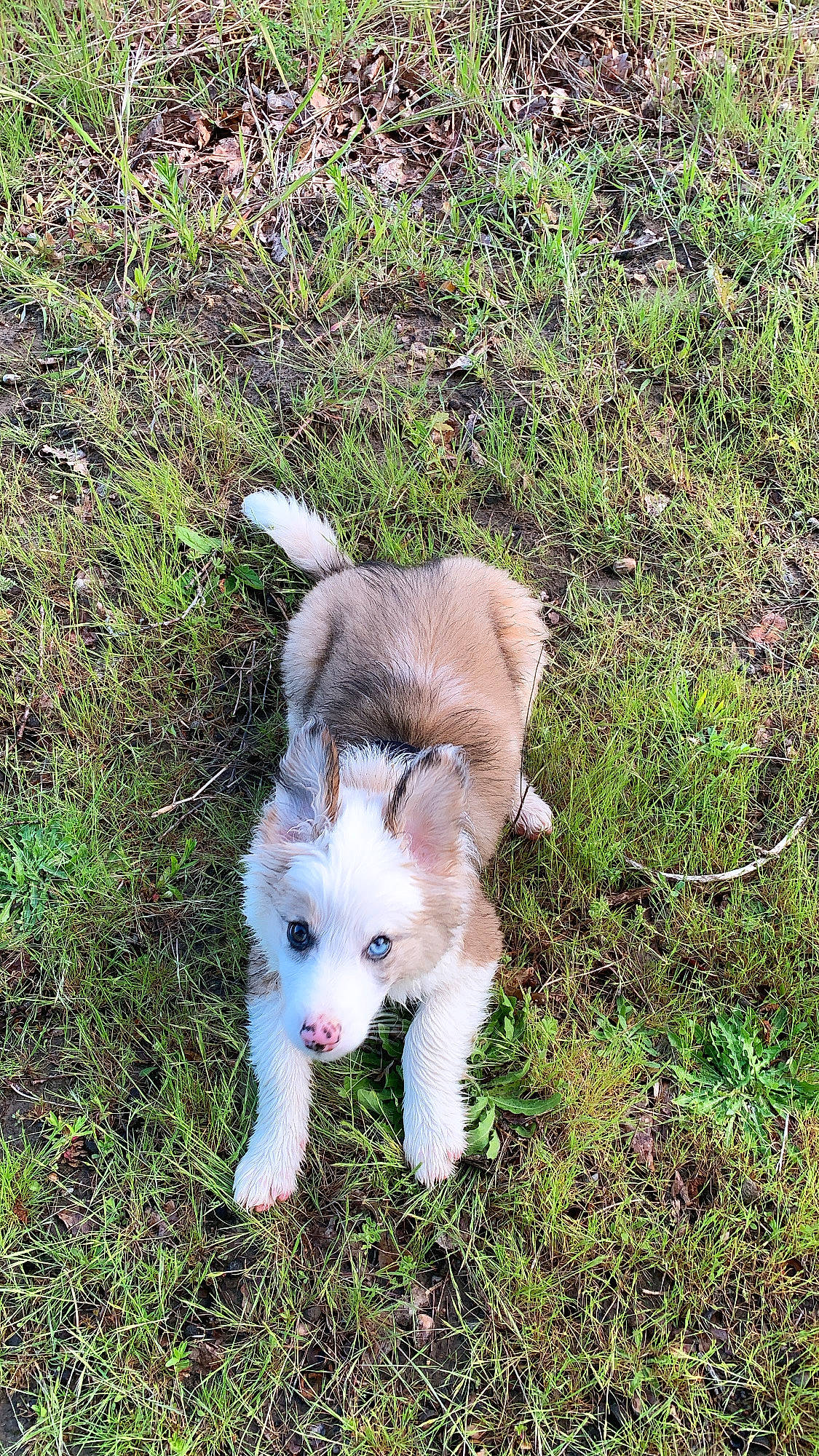 Emmy participe au concours pour gagner de l'argent avec cette photo : canidae, carnivore, companion_dog, dog_breed, fawn, felidae, foot, fur, grass, grassland, livestock, non_sporting_group, pasture, plant, small_to_medium_sized_cats, sporting_group, tail, terrestrial_animal, whiskers