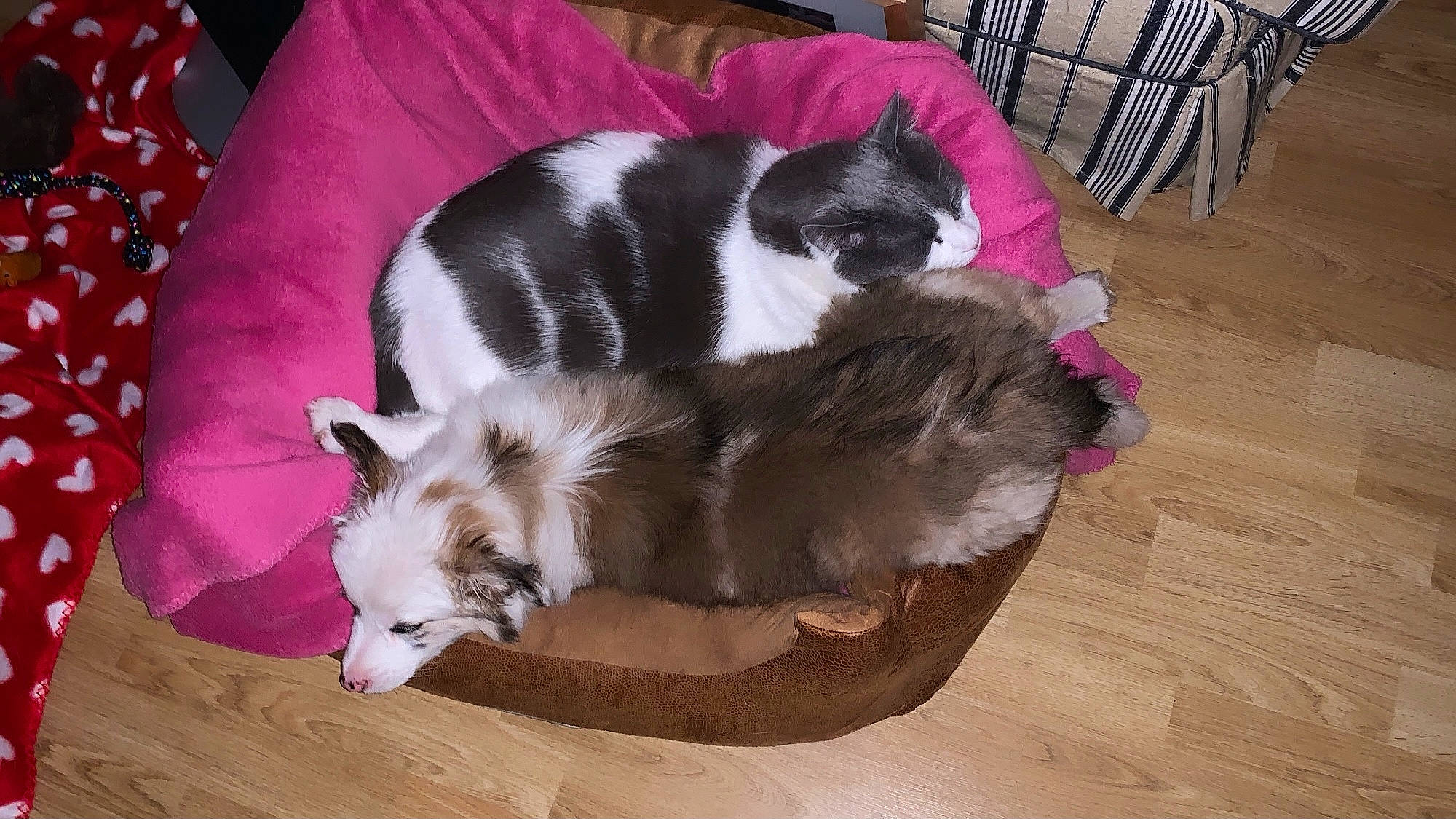 Emmy a rejoint le concours — aidez-le/la à gagner de superbes lots ! canidae, carnivore, cat_supply, comfort, companion_dog, dog_breed, felidae, flooring, fur, hardwood, mammal, pet_supply, small_to_medium_sized_cats, sporting_group, tail, toy, varnish, wood, wood_flooring, working_animal