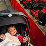 baby, stroller, blanket, pink, smile, poinsettia, plant, flower, red, green, outdoor, happy, infant, toy, cozy, clothing, seasonal, nature, child, portrait