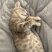Linus is registered to the contest to win money with this photo: cat, kitten, sleeping, tabby, feline, fur, pet, cozy, blanket, resting, cute, domestic_animal, whiskers, paw, indoor, calm, relaxed, animal, sleep, soft