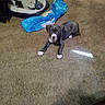Ace is registered to the contest to win money with this photo: puppy, dog, carpet, indoor, pet_bed, blanket, clothing, floor, animal, cute, young, laying_down, gray_dog, white_paws, curious, domestic, pet, room, home, relaxed