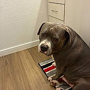 Ace is registered to the contest to win money with this photo: dog, canine, pet, indoor, floor, rug, striped_rug, wood_floor, white_wall, cabinet, brown_dog, seated, looking_back, ears, paw, snout, nose_spots, domestic, animal, companion