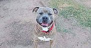 Craig is registered to the contest to win money with this photo: dog, brindle_coat, red_collar, happy, smiling, dirt, grass, outdoor, yard, kiddie_pool, hose, doghouse, pet, canine, animal, tail, ears, standing, looking_up, daylight