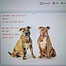 american_pit_bull, dog, two_dogs, sitting, white_background, text_overlay, red_text, breed, pet, canine, animal, mammal, portrait, domestic_dog, screen, computer, browser, desktop_icons, photo_of_photo, animal_pair