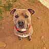 dog, brown_dog, pitbull, collar, outdoor, dirt, grass, pet, animal, looking_up, ears, fence, cute, canine, sitting, loyal, attention, ground, daylight, friendly