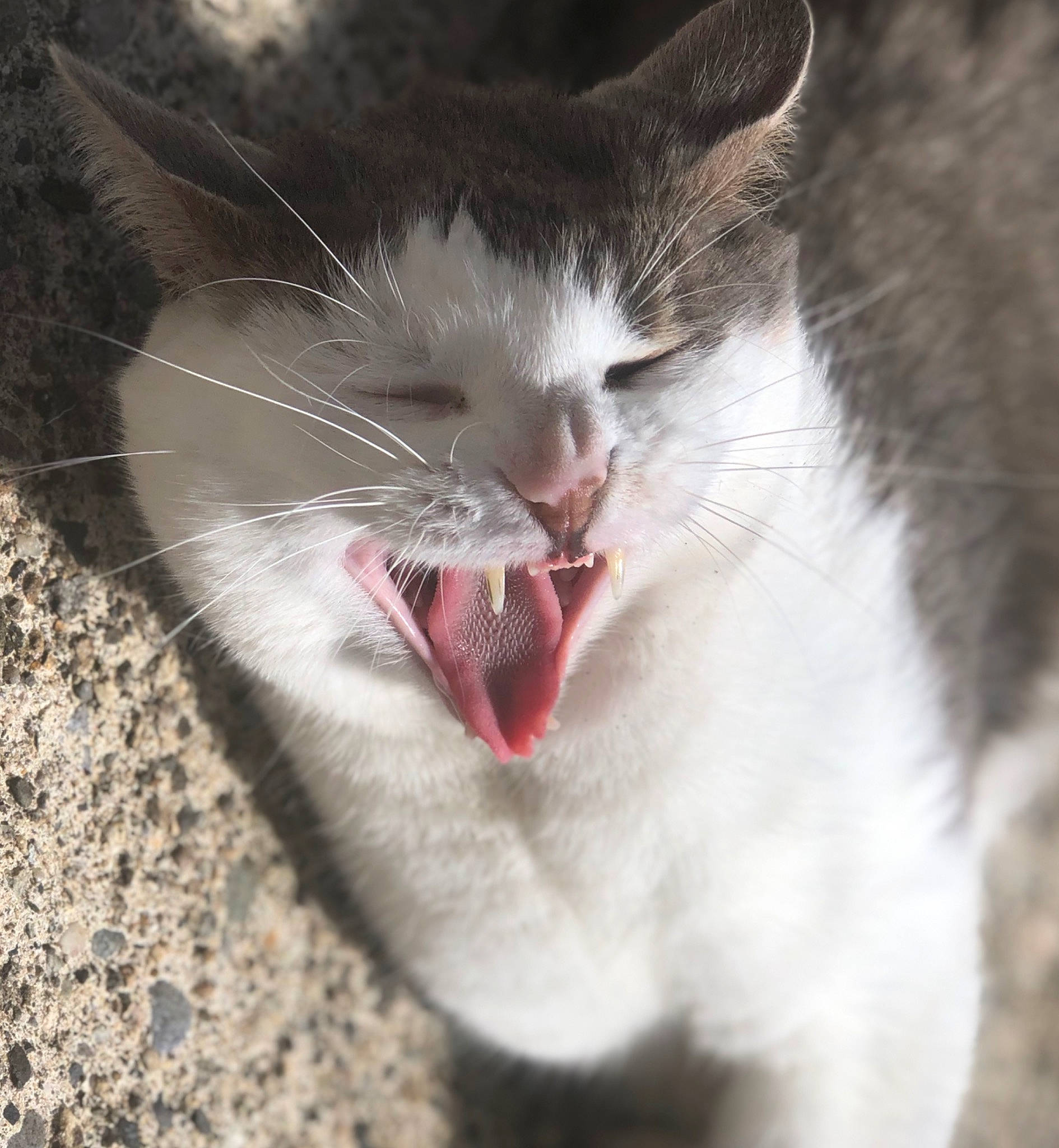 Coockie participe au concours pour gagner de l'argent avec cette photo : aegean_cat, carnivore, cat, close_up, domestic_short_haired_cat, eye, facial_expression, fang, felidae, jaw, mouth, nose, organ, photography, small_to_medium_sized_cats, snout, tongue, tooth, whiskers, yawn