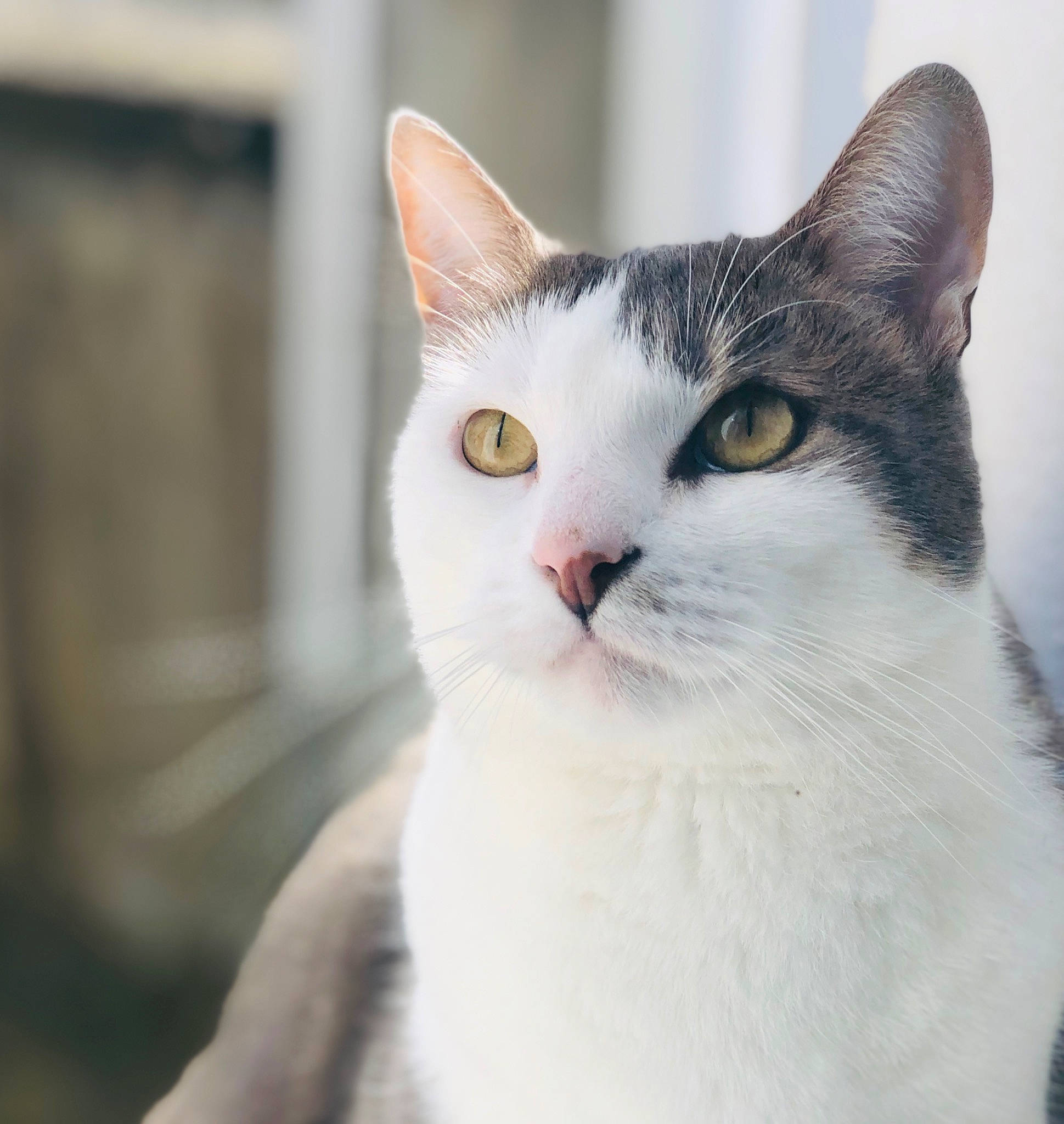 Coockie participe au concours pour gagner de l'argent avec cette photo : aegean_cat, american_wirehair, asian, carnivore, cat, domestic_short_haired_cat, european_shorthair, eye, felidae, fur, japanese_bobtail, mammal, small_to_medium_sized_cats, snout, turkish_van, vertebrate, whiskers