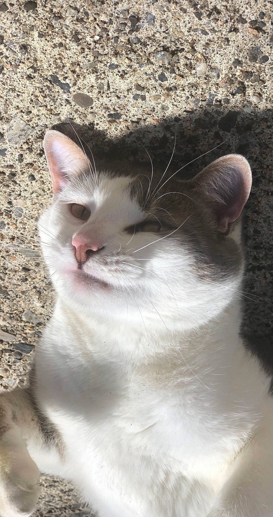 Coockie participe au concours pour gagner de l'argent avec cette photo : aegean_cat, american_wirehair, asian, carnivore, cat, domestic_short_haired_cat, ear, european_shorthair, eye, felidae, kitten, mammal, nose, singapura, small_to_medium_sized_cats, snout, whiskers