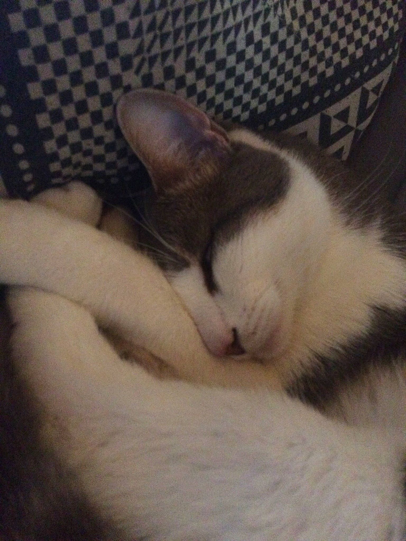 Coockie a rejoint le concours — aidez-le/la à gagner de superbes lots ! carnivore, cat, ear, fawn, felidae, fur, kitten, nap, nose, paw, polydactyl_cat, sleep, small_to_medium_sized_cats, snout, tail, whiskers