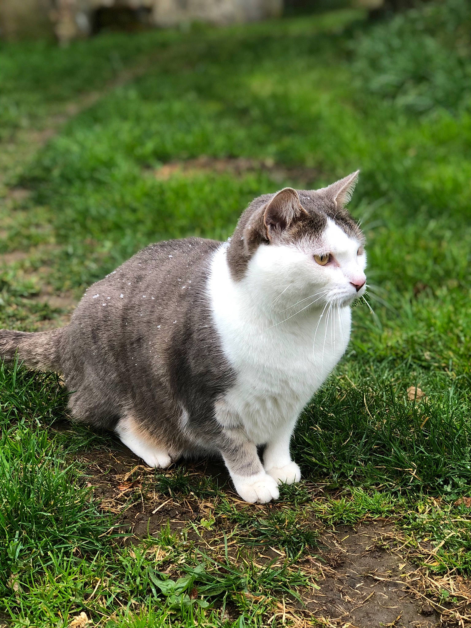 Coockie a rejoint le concours — aidez-le/la à gagner de superbes lots ! aegean_cat, american_wirehair, carnivore, cat, domestic_short_haired_cat, european_shorthair, felidae, grass, mammal, munchkin, organism, plant, small_to_medium_sized_cats, tabby_cat, tail, whiskers, wild_cat, wildlife