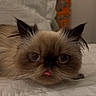 Soufflé is registered to the contest to win money with this photo: adorable, animal, bed, blurred_background, brown_fur, cat, close_up, cute, ears, face, feline, fluffy, indoor, pet, portrait, resting, soft_light, tongue_out, whiskers, white_bed_sheet