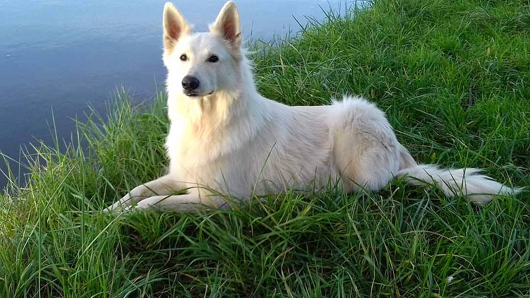 Yoschi participe au concours pour gagner de l'argent avec cette photo : ancient_dog_breeds, berger_blanc_suisse, canaan_dog, canidae, carnivore, companion_dog, dog, dog_breed, herding_dog, kintamani, mammal, norwegian_buhund, vertebrate, white_shepherd, working_dog