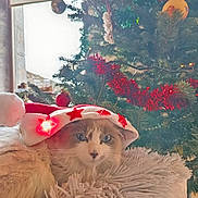 Alba a rejoint le concours — aidez-le/la à gagner de superbes lots ! cat, blue_eyes, fluffy, santa_hat, christmas_tree, red_garland, ornament, cushion, window, holiday, festive, indoor, cozy, soft_light, decorations, pet, fur, relaxed, close_up, christmas