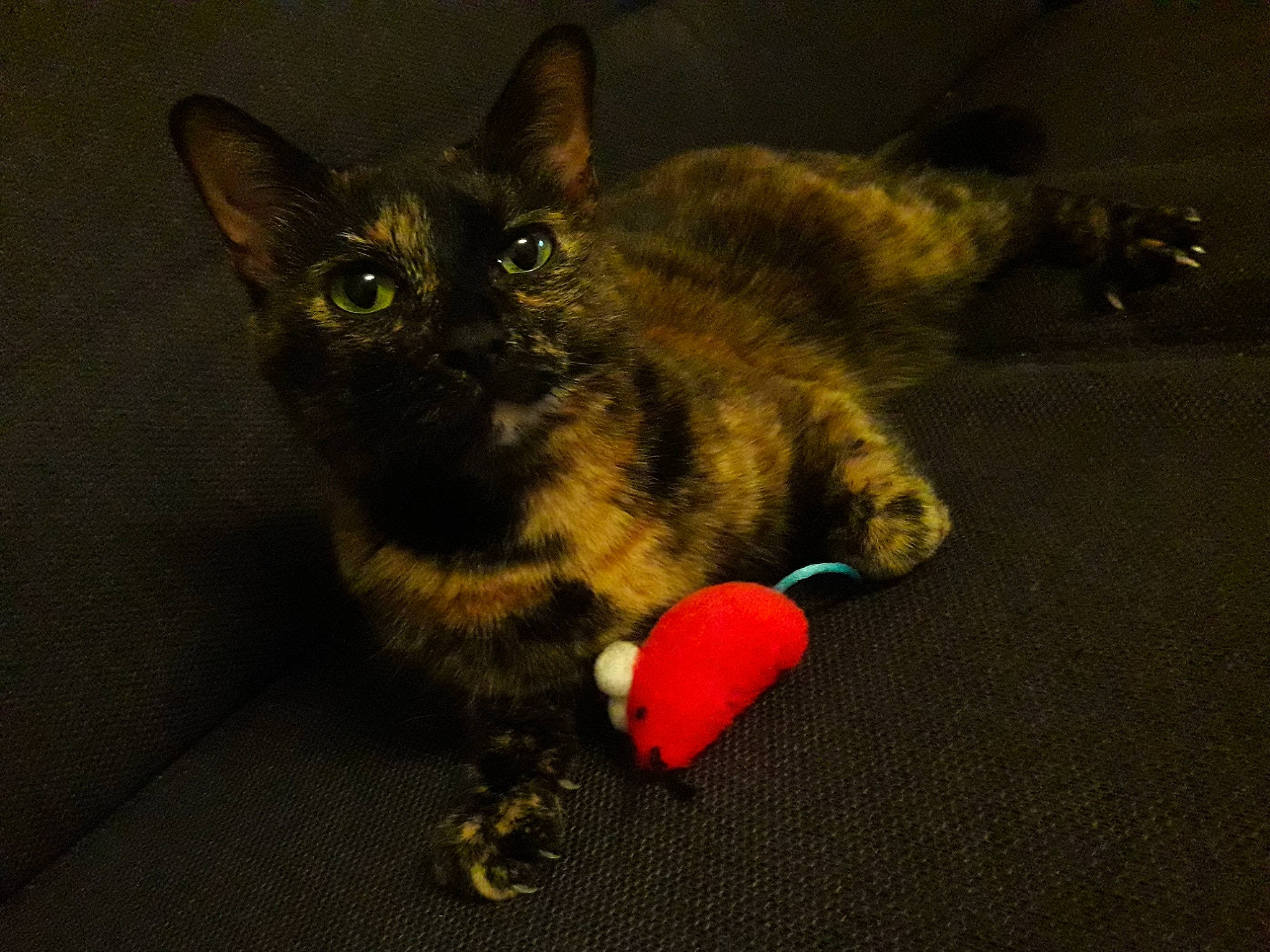 Manouche a rejoint le concours — aidez-le/la à gagner de superbes lots ! asian, california_spangled, carnivore, cat, claw, domestic_short_haired_cat, european_shorthair, eye, felidae, fur, german_rex, kitten, mammal, paw, small_to_medium_sized_cats, snout, tabby_cat, tail, vertebrate, whiskers