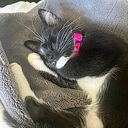 Binx is registered to the contest to win money with this photo: cat, sleeping, black_and_white, collar, pink_collar, whiskers, paw, blanket, soft, cozy, indoor, pet, feline, resting, cute, close_up, fur, relaxed, animal, domestic_cat