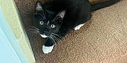 Binx is registered to the contest to win money with this photo: kitten, cat, black_and_white, whiskers, carpet, stairs, paw, indoor, curious, pet, animal, feline, looking_up, young, cute, domestic, home, playful, tail, fur