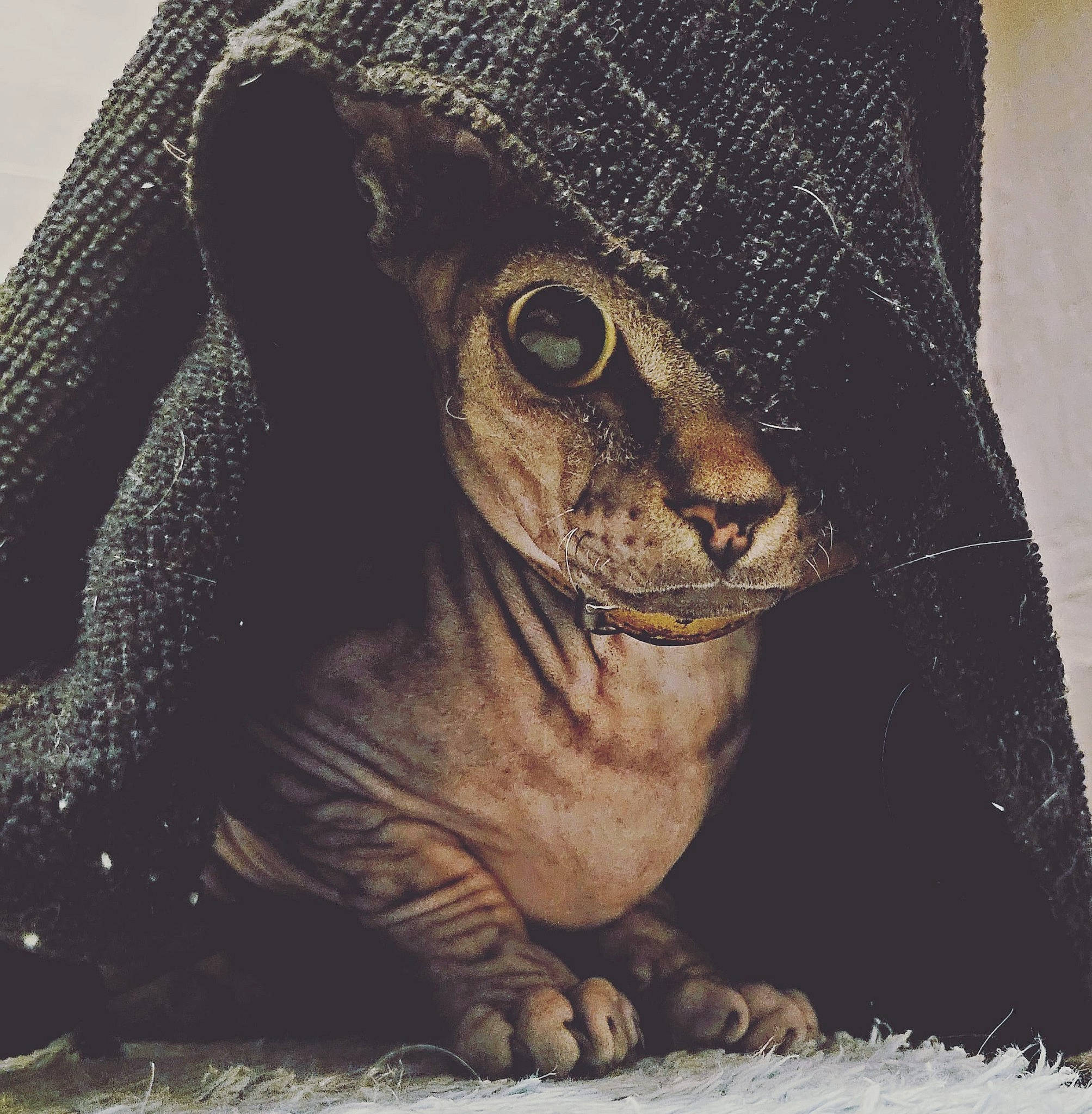 Toki participe au concours pour gagner de l'argent avec cette photo : artifact, bird_of_prey, cap, fashion_accessory, fawn, fur, great_grey_owl, grey, hat, owl, pattern, sleeve, snout, terrestrial_animal, thread, visual_arts, whiskers, wildlife, woolen, wrinkle