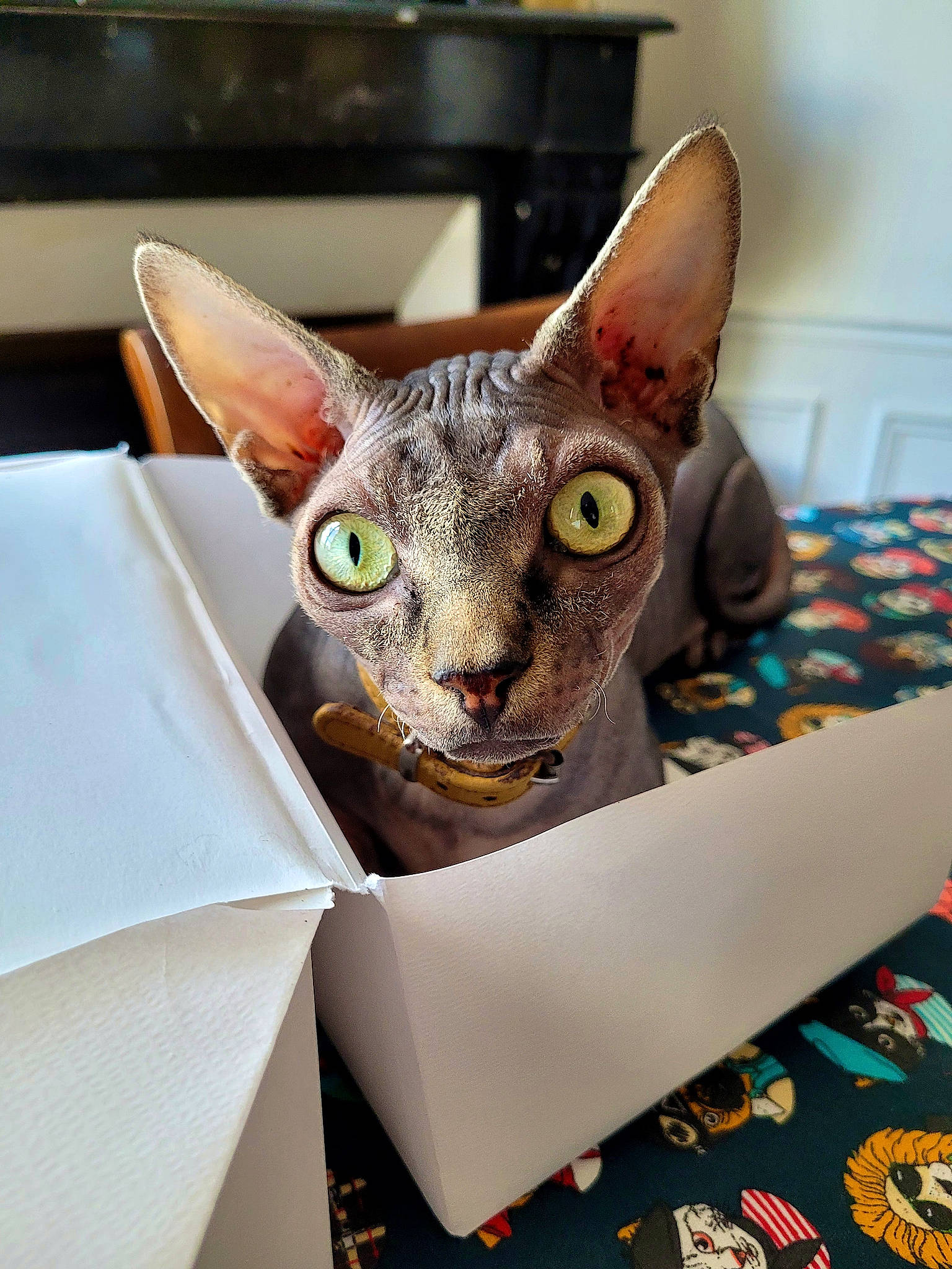 Toki a rejoint le concours — aidez-le/la à gagner de superbes lots ! carnivore, cat, cone, donskoy, fashion_accessory, fawn, felidae, paper, paper_product, pet_supply, small_to_medium_sized_cats, snout, sphynx, whiskers