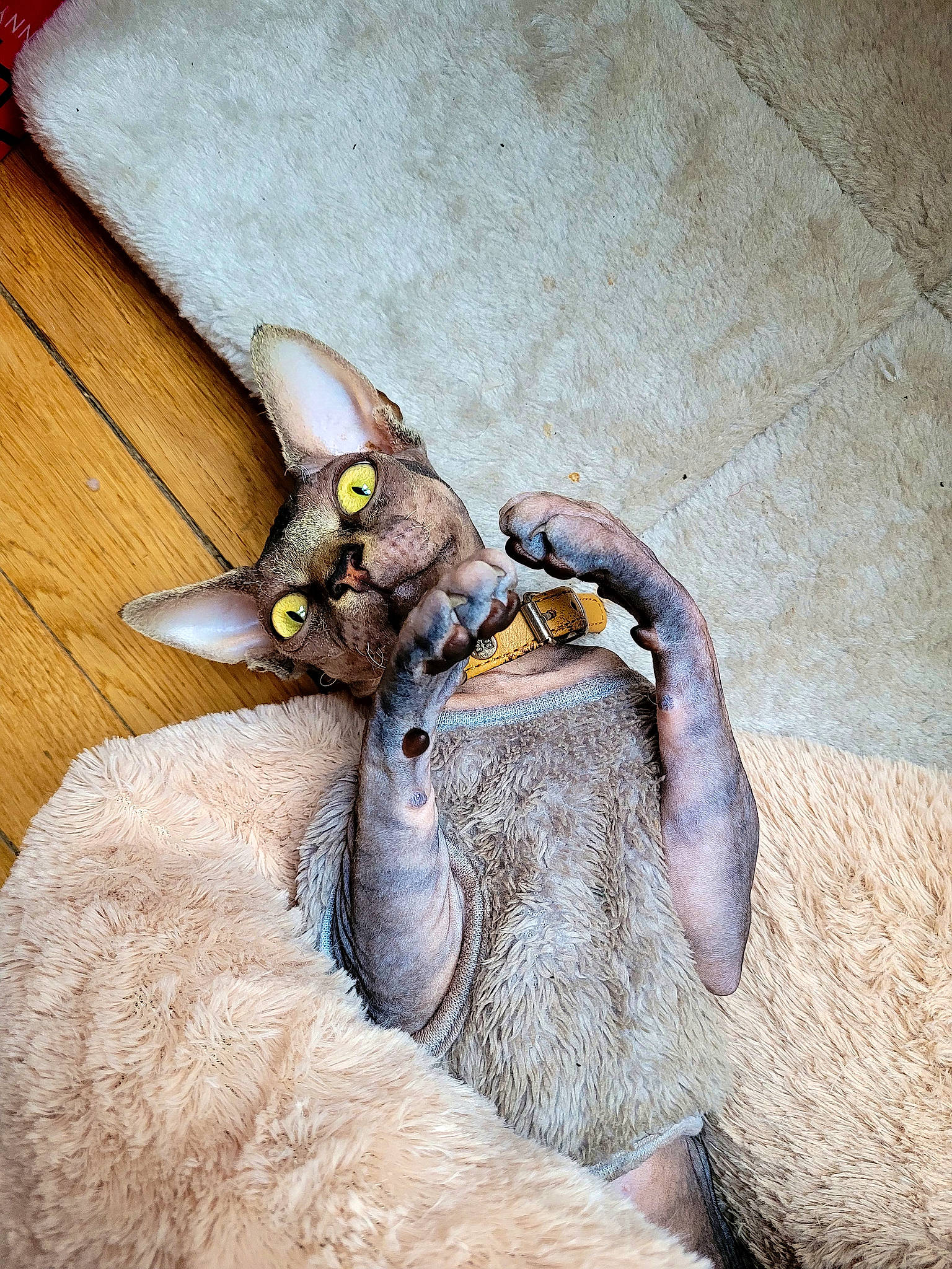 Toki a rejoint le concours — aidez-le/la à gagner de superbes lots ! art, cat, claw, comfort, domestic_short_haired_cat, ear, eyelash, fawn, felidae, fur, goats, head, human_body, neck, paw, small_to_medium_sized_cats, snout, terrestrial_animal, whiskers, working_animal