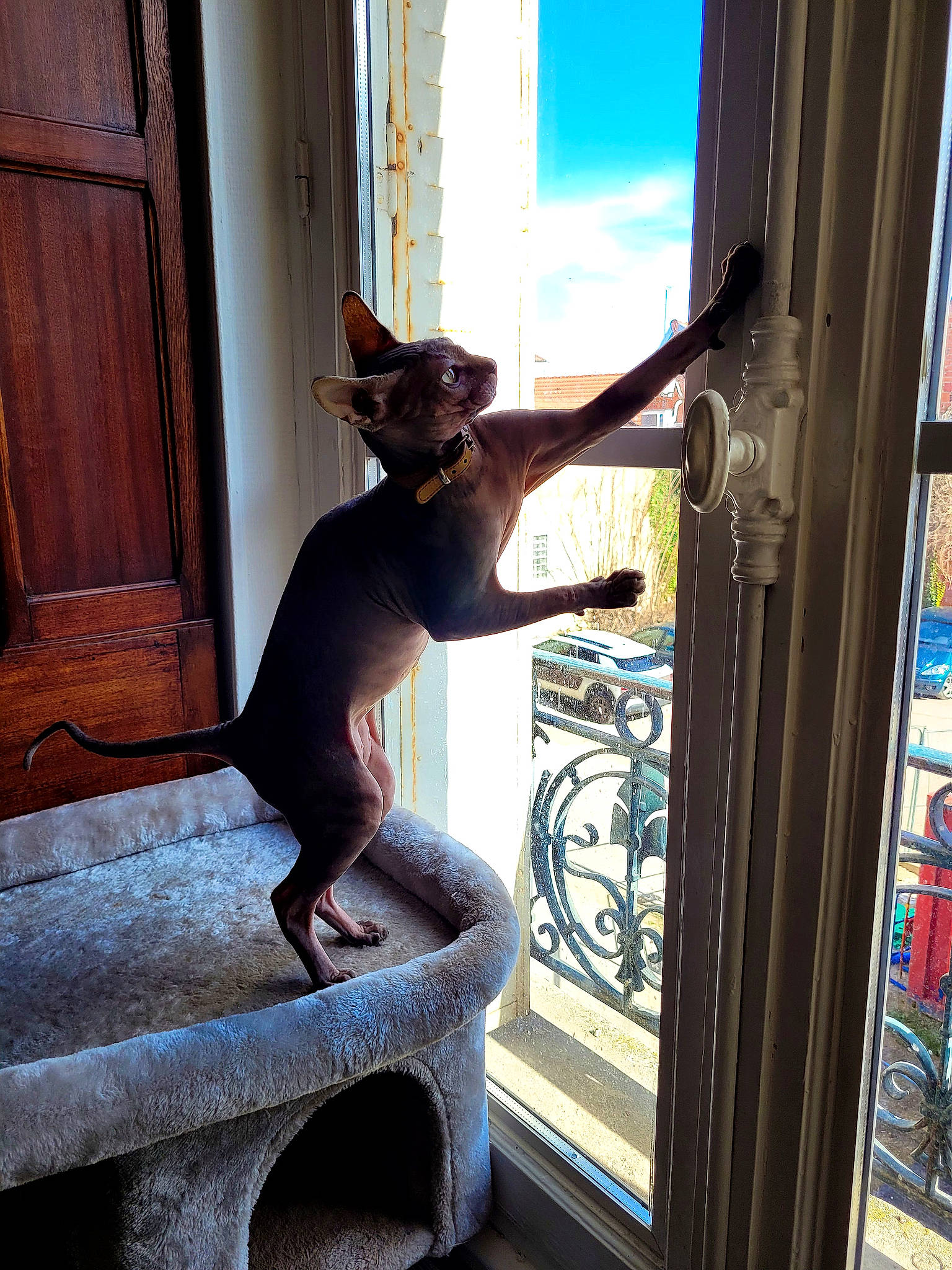 Toki participe au concours pour gagner de l'argent avec cette photo : art, carnivore, cat, door, felidae, glass, home_door, house, human_leg, metal, musical_instrument, room, sky, small_to_medium_sized_cats, stairs, tail, tints_and_shades, whiskers, window, wood