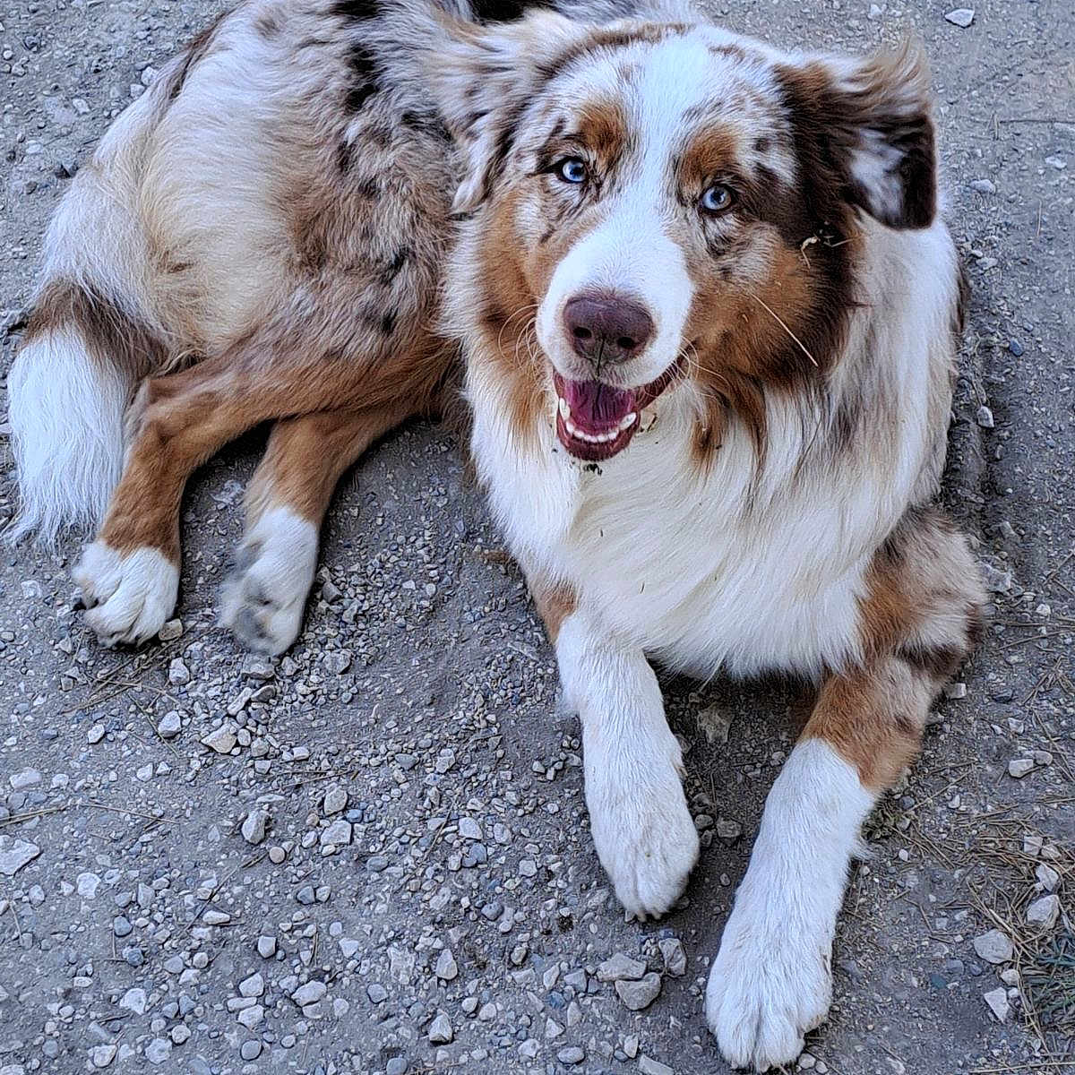Ulysse participe au concours pour gagner de l'argent avec cette photo : animal, australian_shepherd, blue_eyes, canine, closeup, dog, domestic_animal, friendly, fur, gravel, happy, lying_down, mammal, nature, outdoor, paw, pet, playful, portrait, smiling